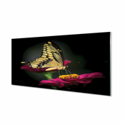 tulup.si Slika na akrilnem steklu Metulj na cvet 120x60 cm 4 obešalnika