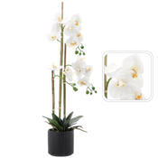 CHOMIK UMETNA ROŽA - BELE ORHIDEJE 77 CM