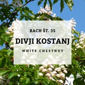 Bachove kapljice 35, Divji kostanj - White Chestnut, 10 ml