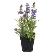 Mömax Sivka Lavendel Ii -Paz-