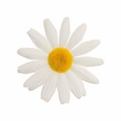 Majhna roža marjetica - bela