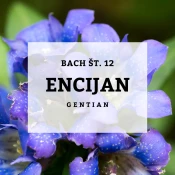 Bachove kapljice 12, Encijan - Gentian, 10 ml