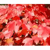 CRVENI JAVOR, ACER RUBRUM OCTOBER GLORY