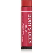 Burt’s Bees Tinted Lip Balm balzam za ustnice odtenek Daisy 4.25 g