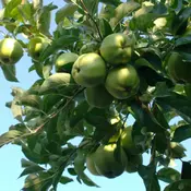 Jabuka Granny Smith