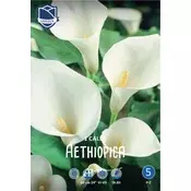 Čebulica Kala Aethiopica bela, 1 kos