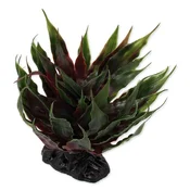 REPTI PLANET Dekoracija Rastlina sukulent Agave zelena 18cm