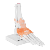 Model kostura stopala - s ligamentima i zglobovima