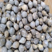 Bogorodicine suze