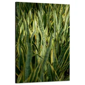 shumee Platno z motivom botanike in zelene trave, 60x90 cm