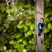 Aberto Design Dekorativna figura Bird on the branch 28, 20x45 cm, 1.5 mm, Bela