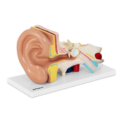 Model uha - odvojiv na 4 dijela - 2x u prirodnoj velicini