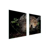 shumee STEKLENA ZAŠČITNA PLOŠČA ZA ŠTEDILNIK 85x52 HEDGEHOG