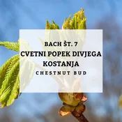Bachove kapljice 7, Cvetni popek divjega kostanja - Chestnut Bud, 10 ml