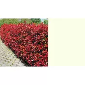 PHOTINIA FRASERI RED ROBIN V18