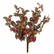 Shishi Phytonia grm zeleno - roza 30 cm