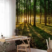 Foto tapeta - Spring: Morning in the Forest 100x70 Standard