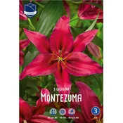 Čebulice lilija Montezuma, 3 kosi