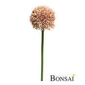 Allium nežno roza 44 cm - 25 do 50 cm
