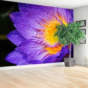 tulup.si Stenska fototapeta Purple lotus Tapeta 104x70 cm