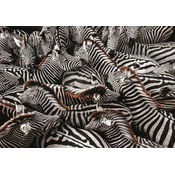 Clementoni Puzzle National Geographic: Zebre v ogradi 1000 kosov