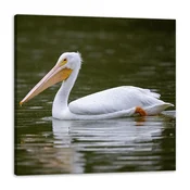 shumee Platno s tiskom Živali Pelikan 90x90 cm