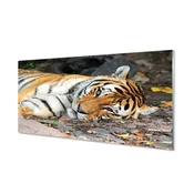 tulup.si Stenska plošča za kuhinjo Leži tiger 140x70 cm