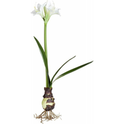 Lene Bjerre Okrasni AMARYLIS bel, višina 60 cm