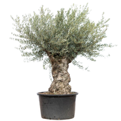 Bonsai L Olive – Trunk Volume 150/175 cm