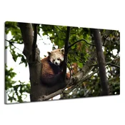 shumee Platno s tiskom Živali Rdeča panda 120x70