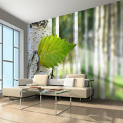 Foto tapeta - Birch leaf 350x270