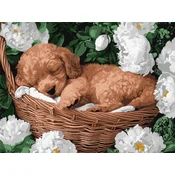 Rayher. Slikanje po številkah, A sleeping poodle