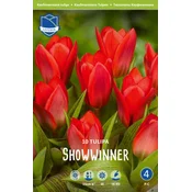 Čebulice tulipan Showwinner, 10 kosov