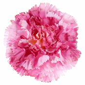 eoshop Nagelj, barva roza. Umetna roža vezava. Cena za paket 12 kosov KUM3420-PINK