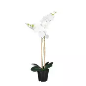 PHALAENOPSIS ORHIDEJA