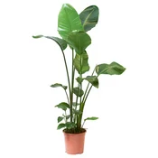 STRELITZIA Lončnica, Orjaška strelicija, 27 cm