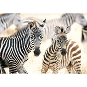 Castorland Sestavljanka Mlade zebre 1000 kosov