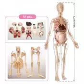 Anatomija Trudne Žene MK064