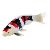 Mojo Kapr koi showa sanshoku