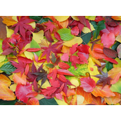 Grafika - Puzzle Autumn Leaves 2000 - 2 000 kosov