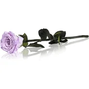 RoseAmor Lila stabilizirana vrtnica na steblu 30 cm 1 kos