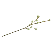 Rayher Vejica Eukaliptus fruit, 40cm, (20634020)