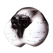 MACECA NJUŠKA