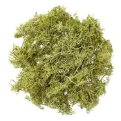 Naravni dekorativni mah - Jelenov lišaj 30 g | Light Green