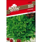 SEME ROYAL SEEDS 86 Solata Catalogna