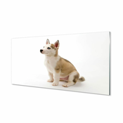 tulup.si Slika na akrilnem steklu Sedenje majhen pes 125x50 cm 4 obešalnika