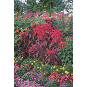 Flora Ekspres Seme cveca, Amarantus Raskoš - Amaranthus tricolor Early splendor