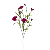 Nagelj šop 70 cm vijoličaste barve 50% POPUST - 50 do 75 cm