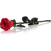 RoseAmor Red stabilizirana vrtnica na steblu 30 cm 1 kos