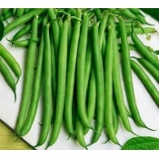 FIŽOL TOP CROP BIG PACK 70gr